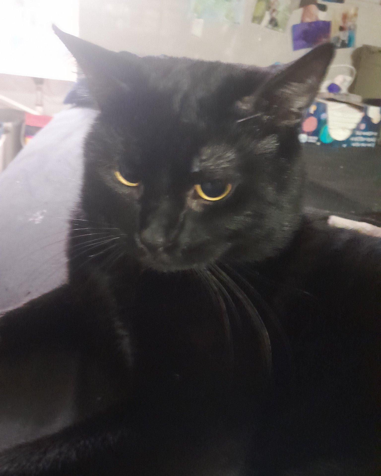 Midnight the black cat. Cat, Black Cat
