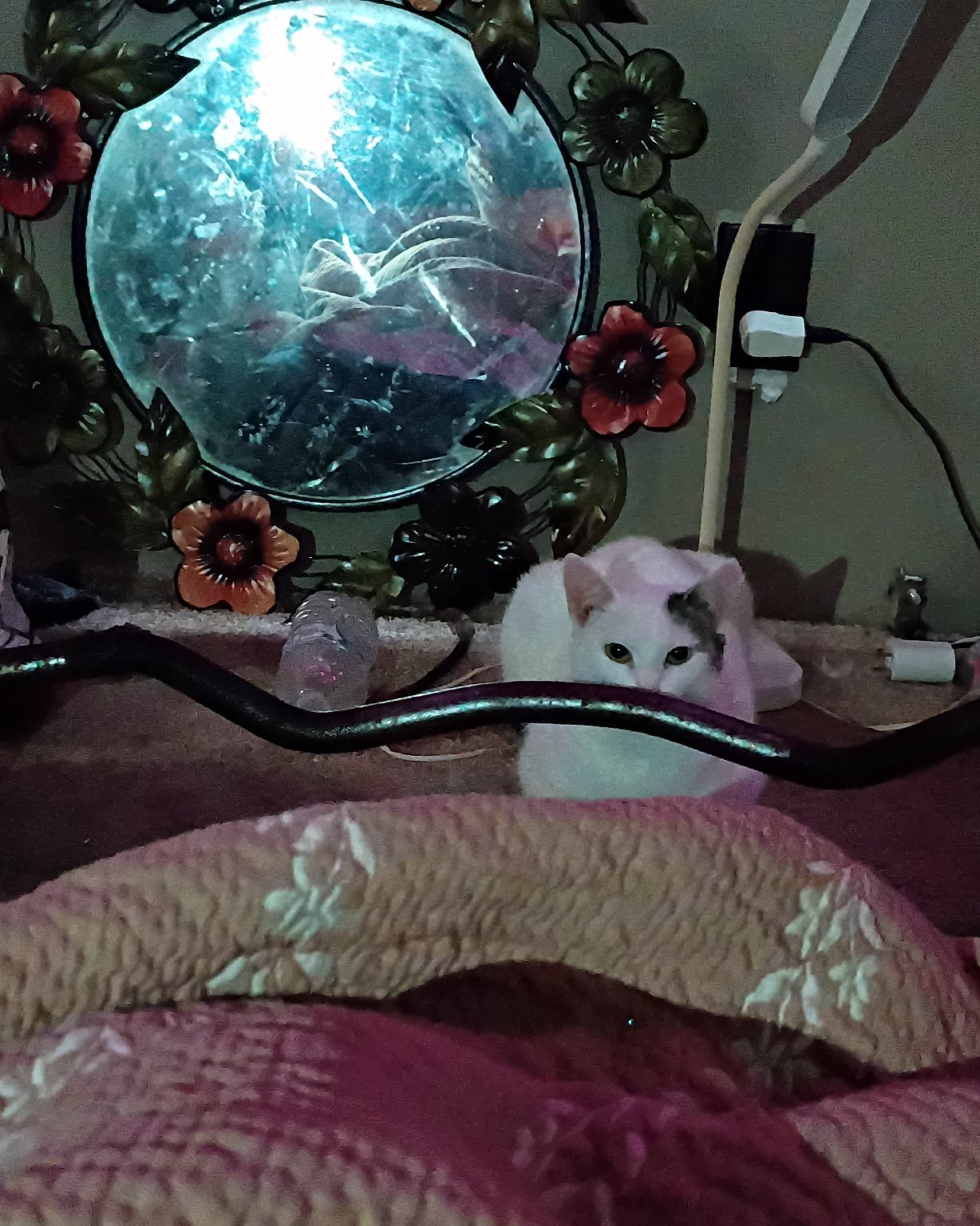 SnowBall. Lighting, Indoors, Interior Design, Dog, Puppy, Cat
