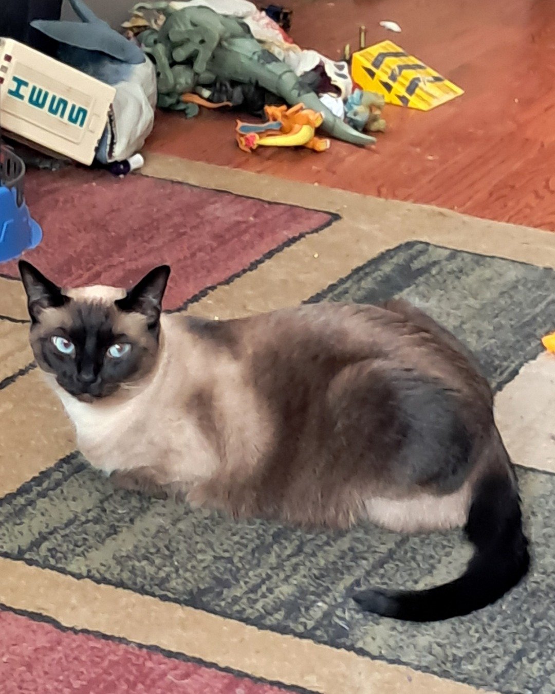 Luna🌙💫 (twin of Stella) the Siamese. Cat, Siamese