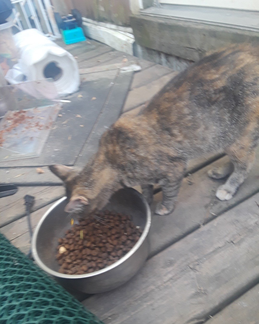 pepper the calico tabby. Cat, Plant, Potted Plant