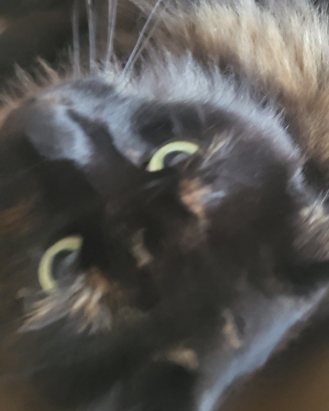 Minnie. Cat