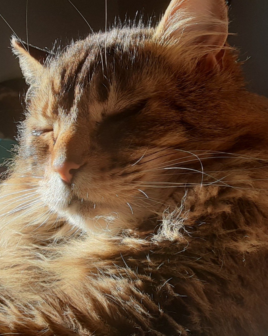 Hot Tamale/Mollie the Norwegian Forest Cat. Cat, Manx, Abyssinian