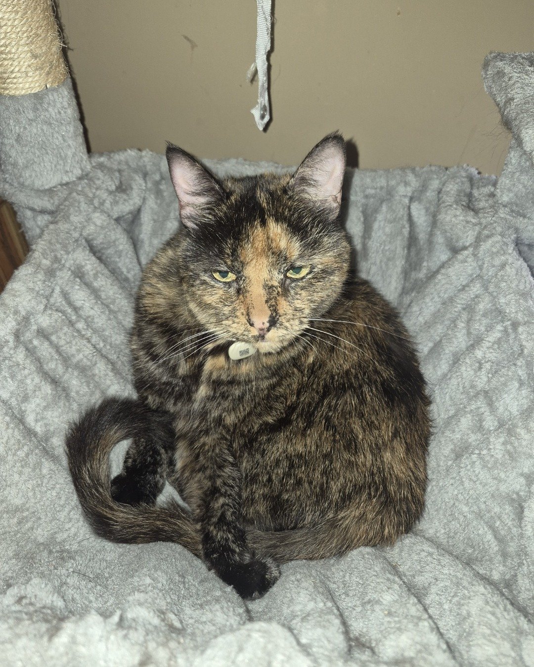 Spika the Domestic Shorthair —Tortoiseshell. Cat, Kitten