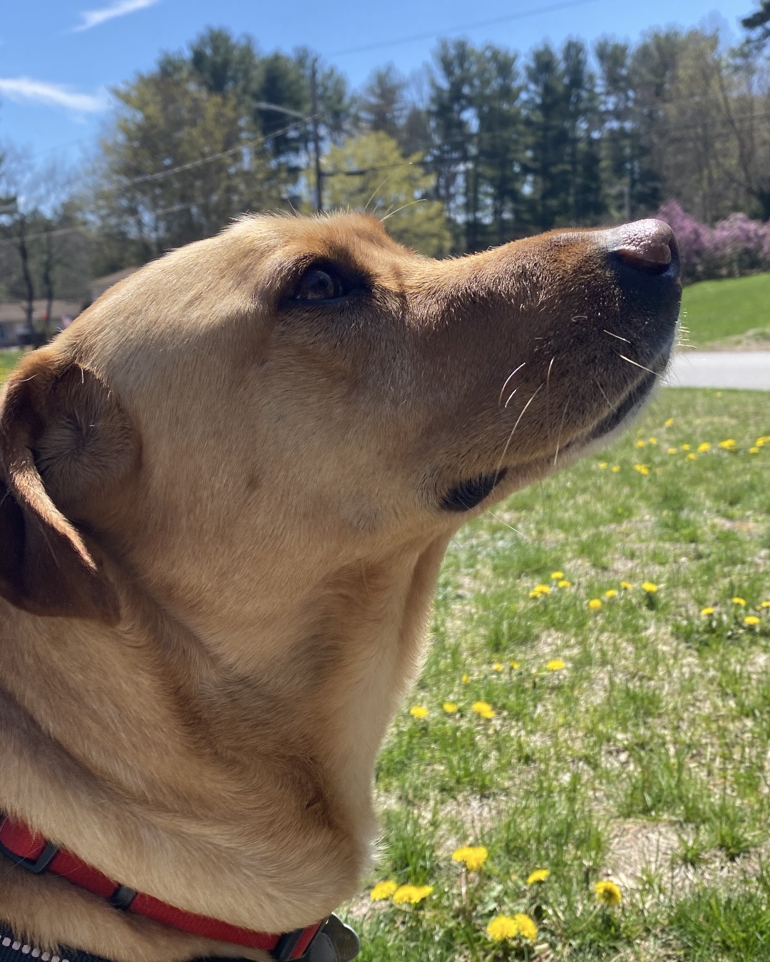 Manny the Mutt. Grass, Plant, Dog, Labrador Retriever, Vegetation, Tree