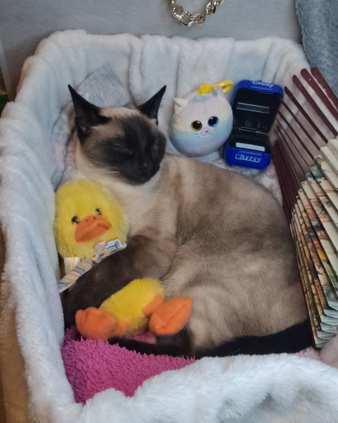 Luna🌙💫 (twin of Stella) the Siamese. Furniture, Cat, Bed