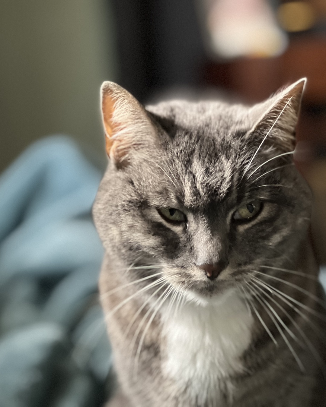 Betty the American Tabby — Abyssinian, Cat