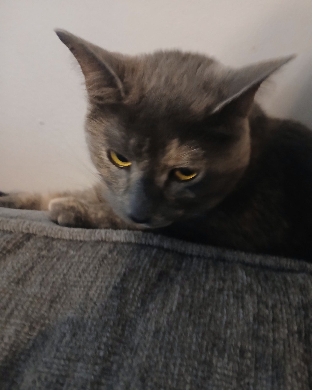 Blair. Cat, Abyssinian