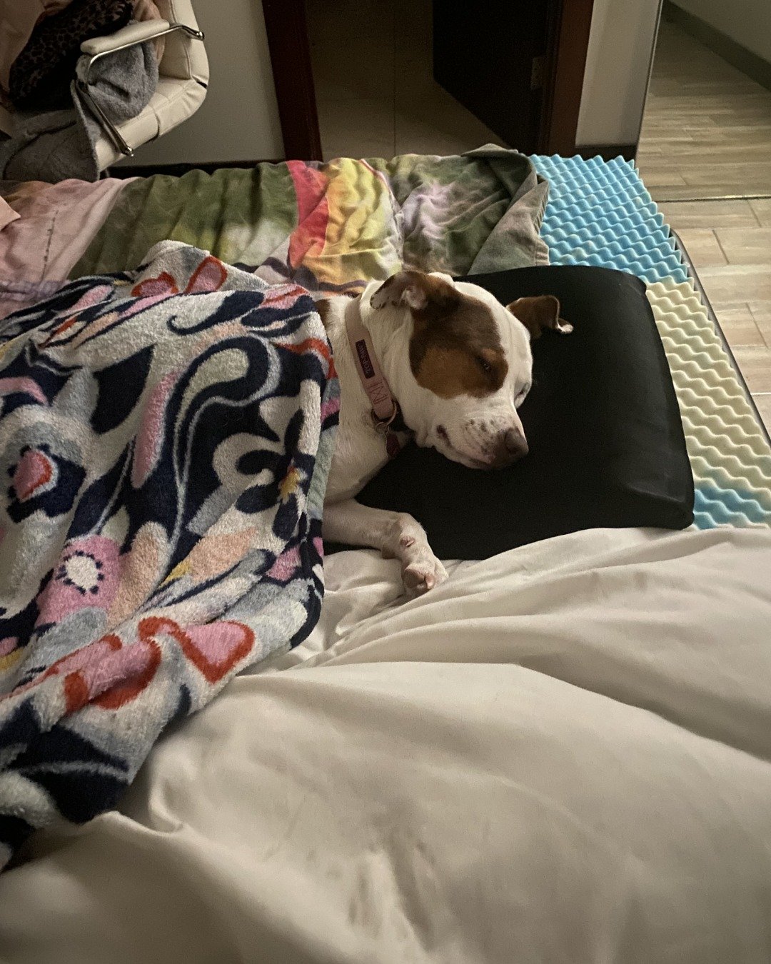 Daisy the Australian shepherd pit bull mix. Blanket, Dog, Furniture, Quilt