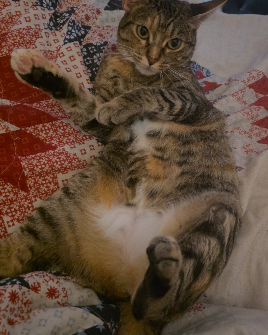 Nugget the tabby. Couch, Furniture, Cat, Kitten