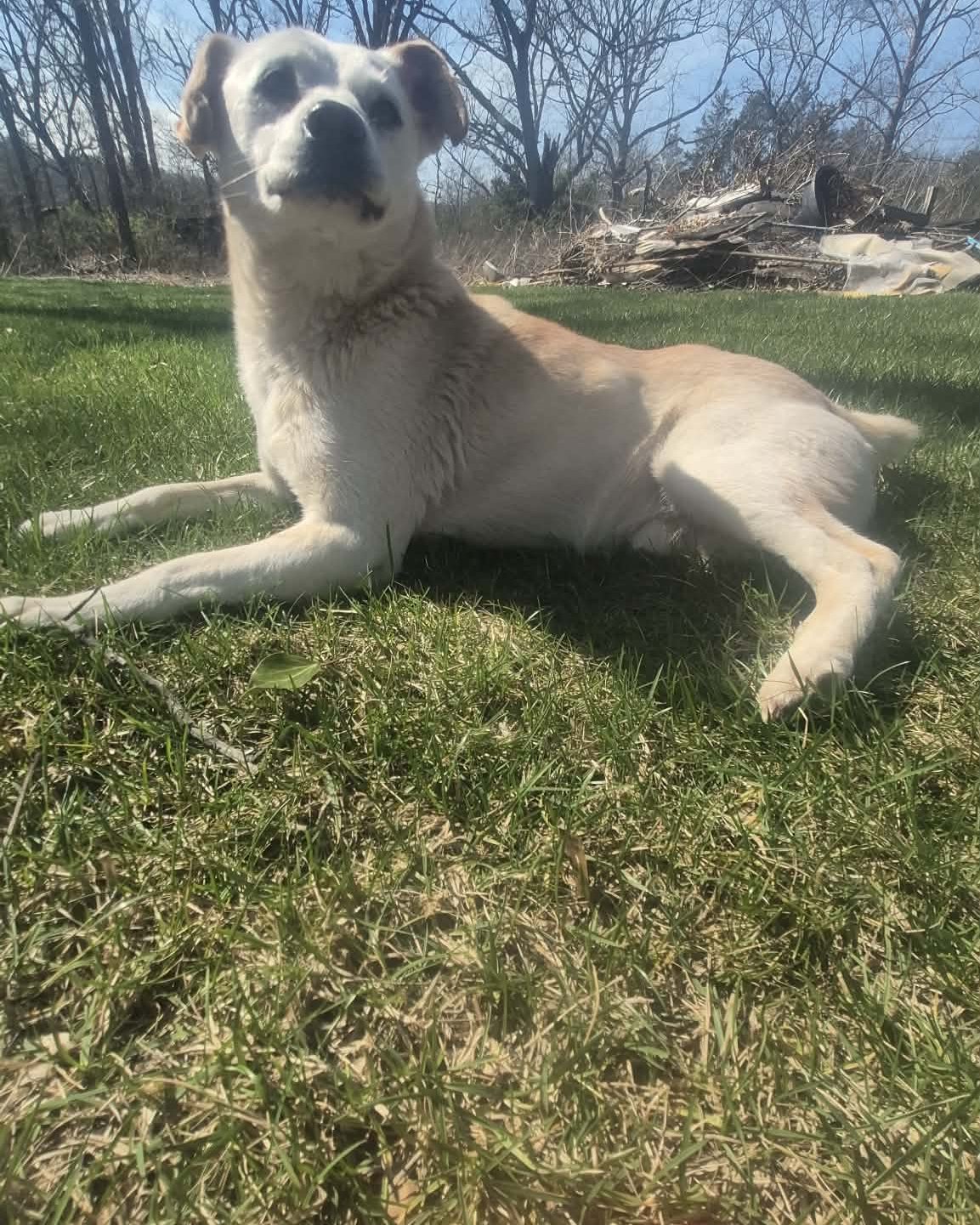 butterscotch the mutt. Grass, Plant, Vegetation, Nature, Outdoors, Park