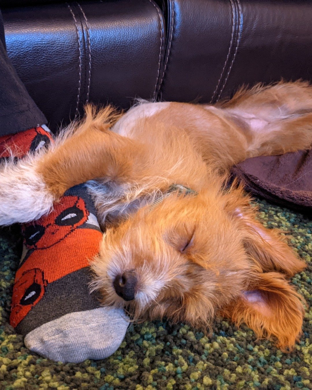 Pretty Penny the Mix. Couch, Furniture, Dog, Puppy, Person, Sleeping