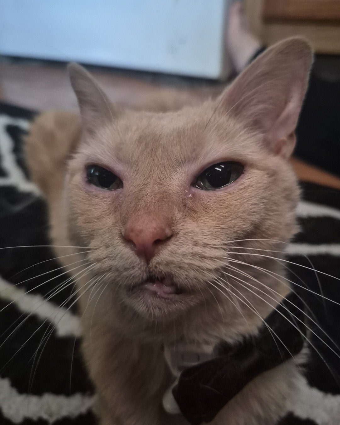 Danny / Orange Slice the Domestic Shorthair — Orange Tabby. Cat