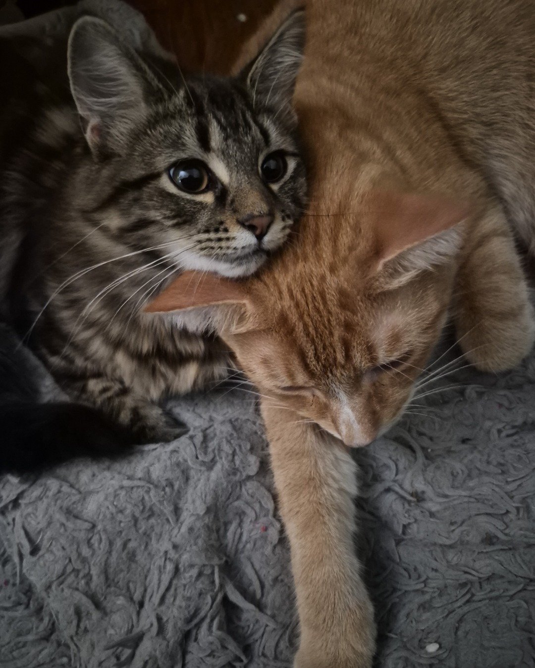 Noodle the Domestic longhair. Cat, Kitten, Abyssinian
