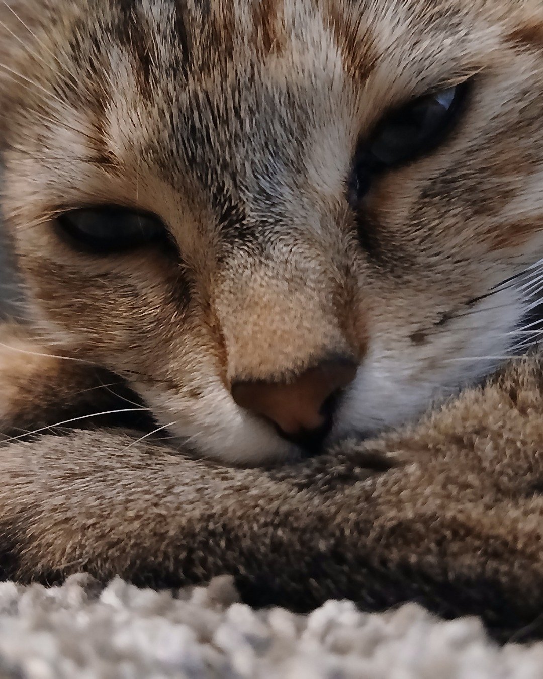 Vanilla Bean Von schweetz the Unknown. Abyssinian, Cat, Kitten