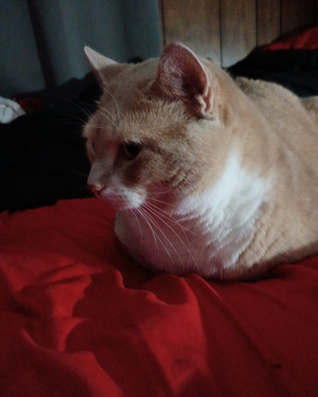 nacho. Cat, Abyssinian, Furniture