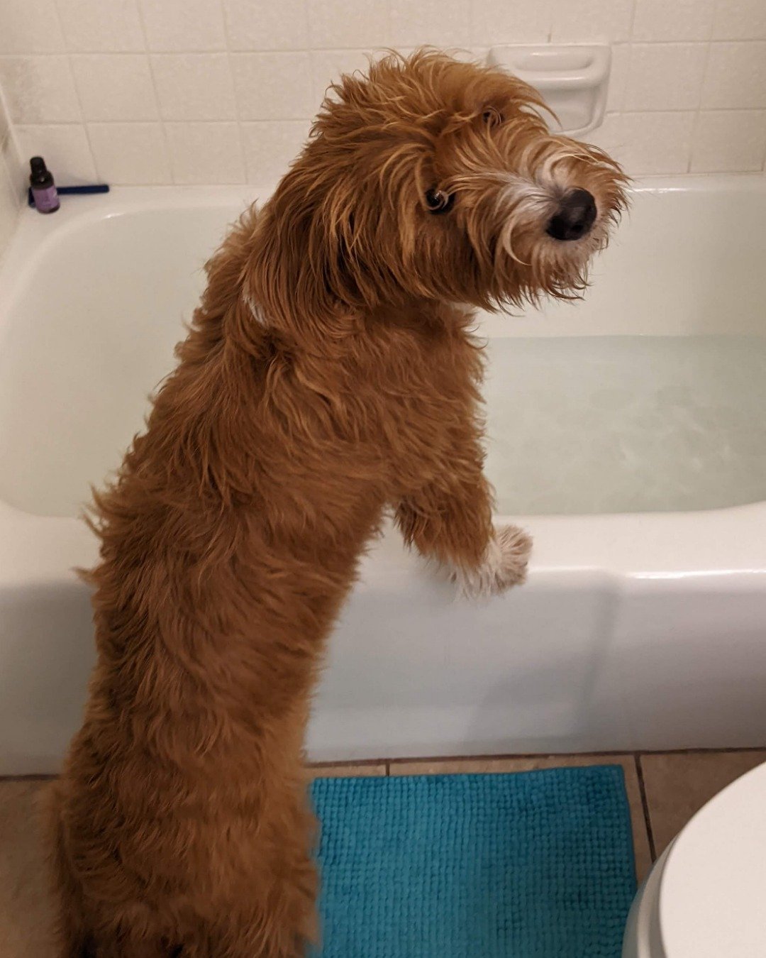 Pretty Penny the Mix. Bathing, Bathtub, Person, Tub, Dog, Puppy