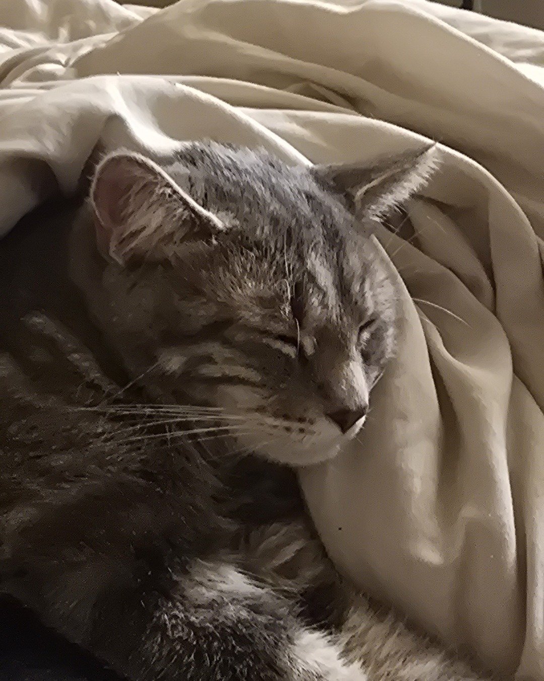 Star the tabby. Blanket, Cat, Kitten