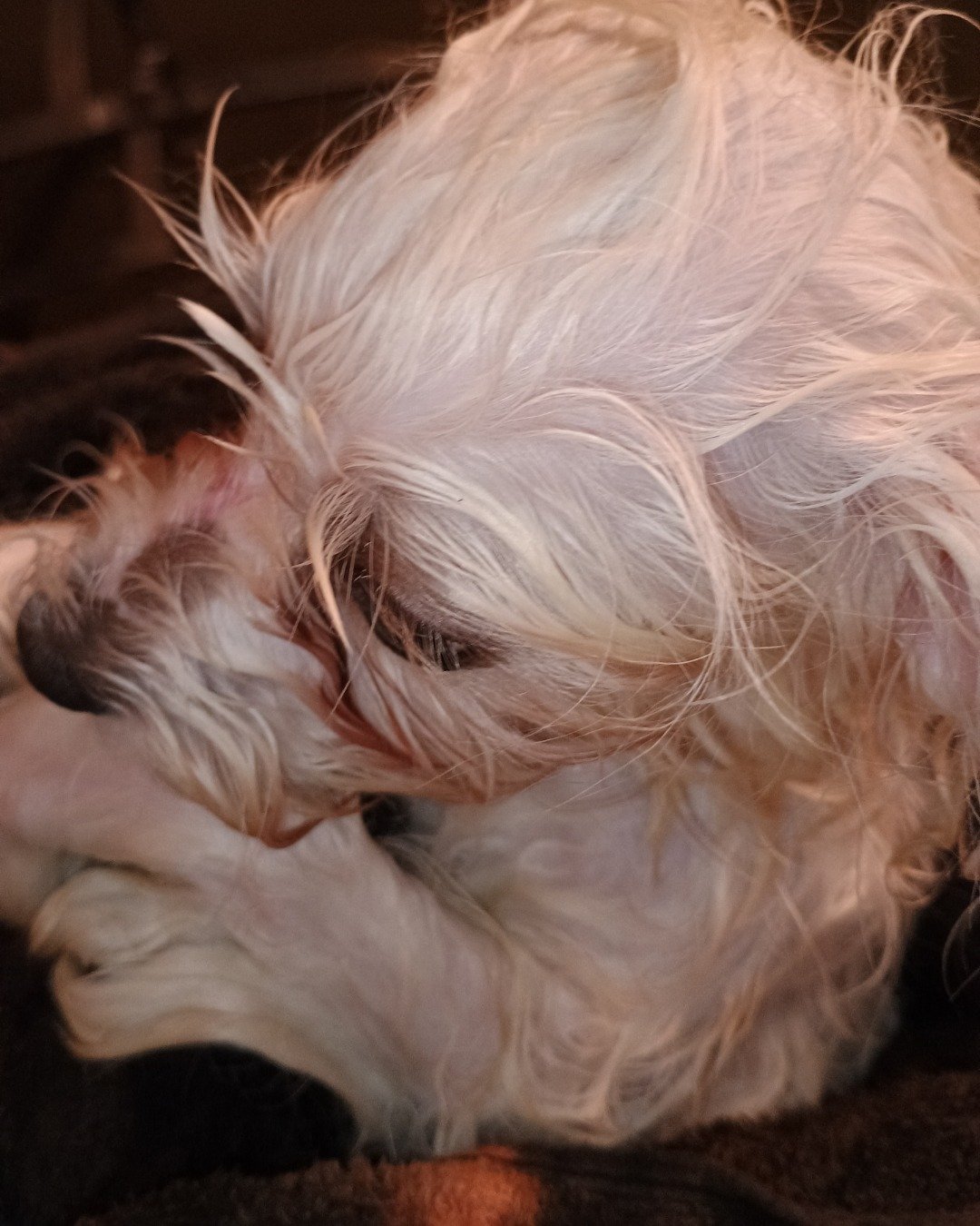 brook the Maltese. Dog, Puppy, Terrier