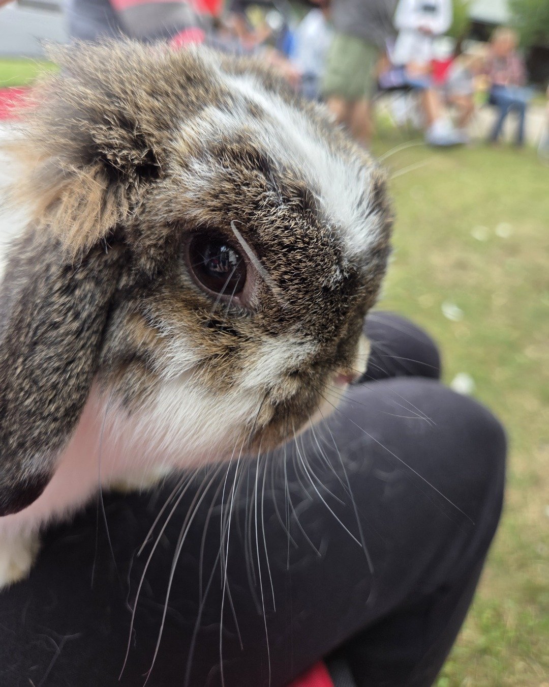 blossom the Holland lop. Hare, Rodent, Rabbit, Bear