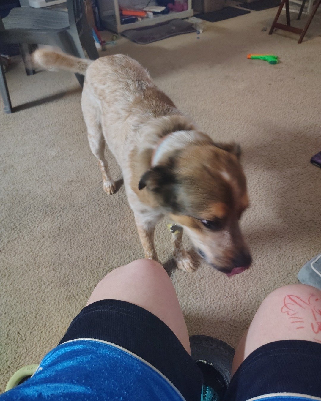 Chester the Australian Shepherd Mix. Clothing, Shorts, Footwear, Shoe, Pants, Dog