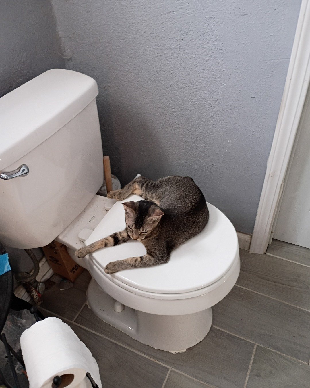 Biscuit the Tabby. Indoors, Cat, Bathroom, Room, Toilet