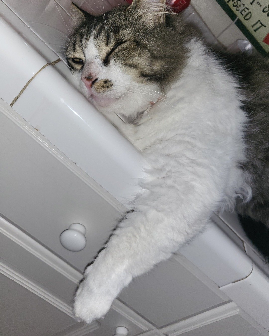 Farley Fart the tabby. Drawer, Furniture, Cat
