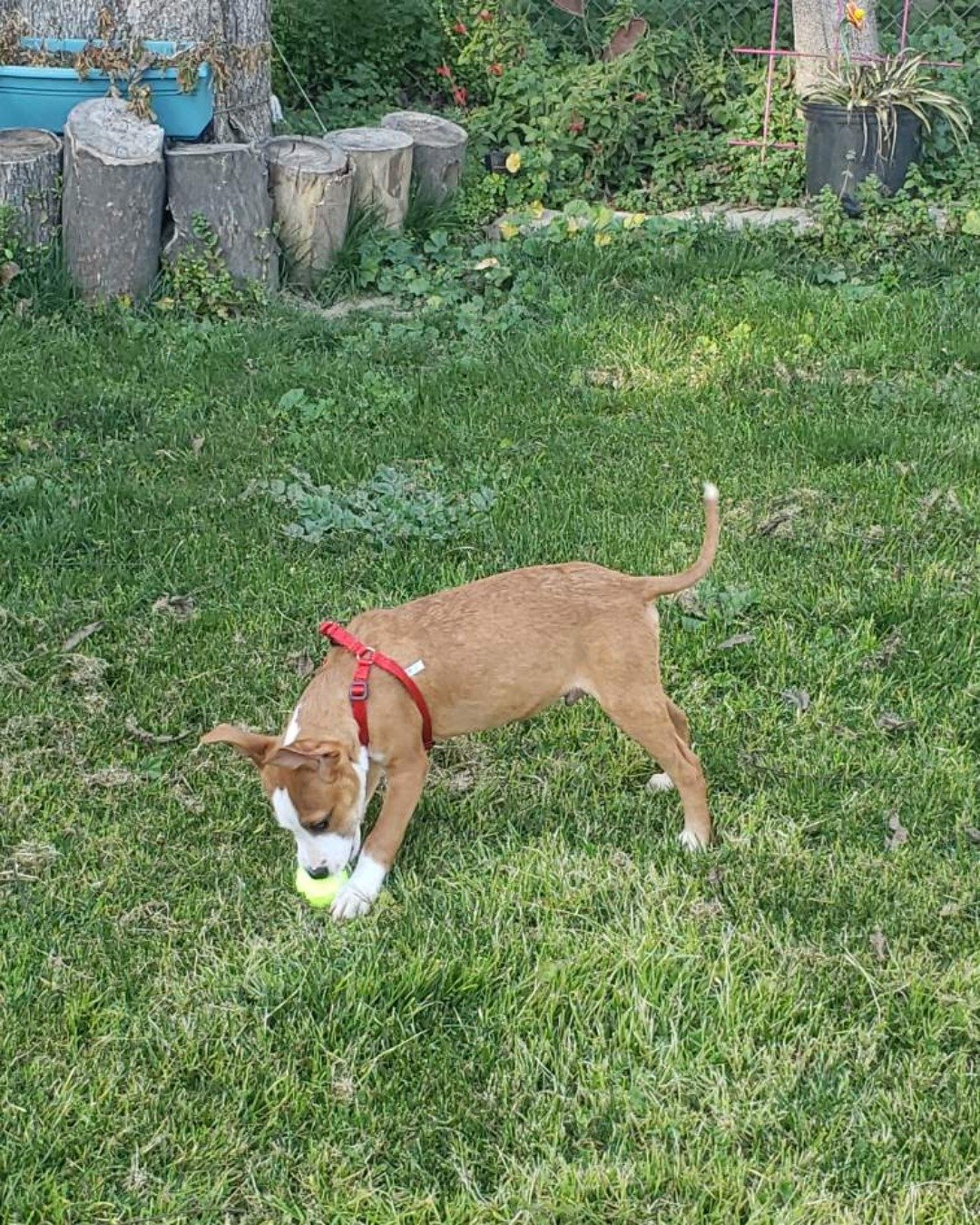 Max. Ball, Sport, Tennis, Tennis Ball, Plant, Tree