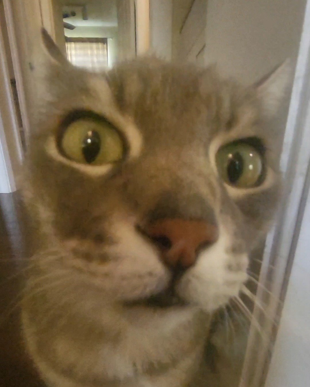 Jack the Tabby. Abyssinian, Cat