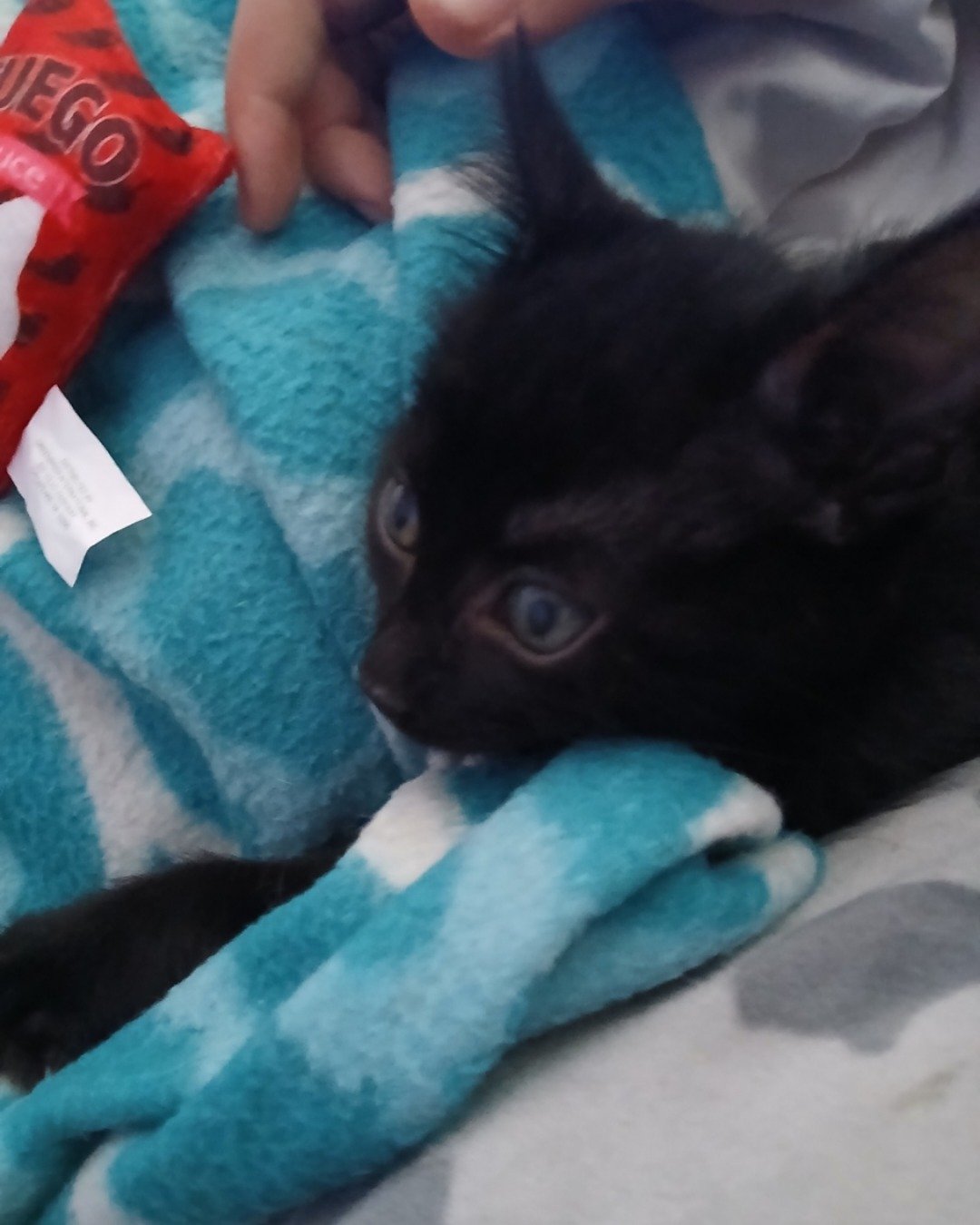 Enderchest the Shorthair Burmese cross. Cat, Kitten