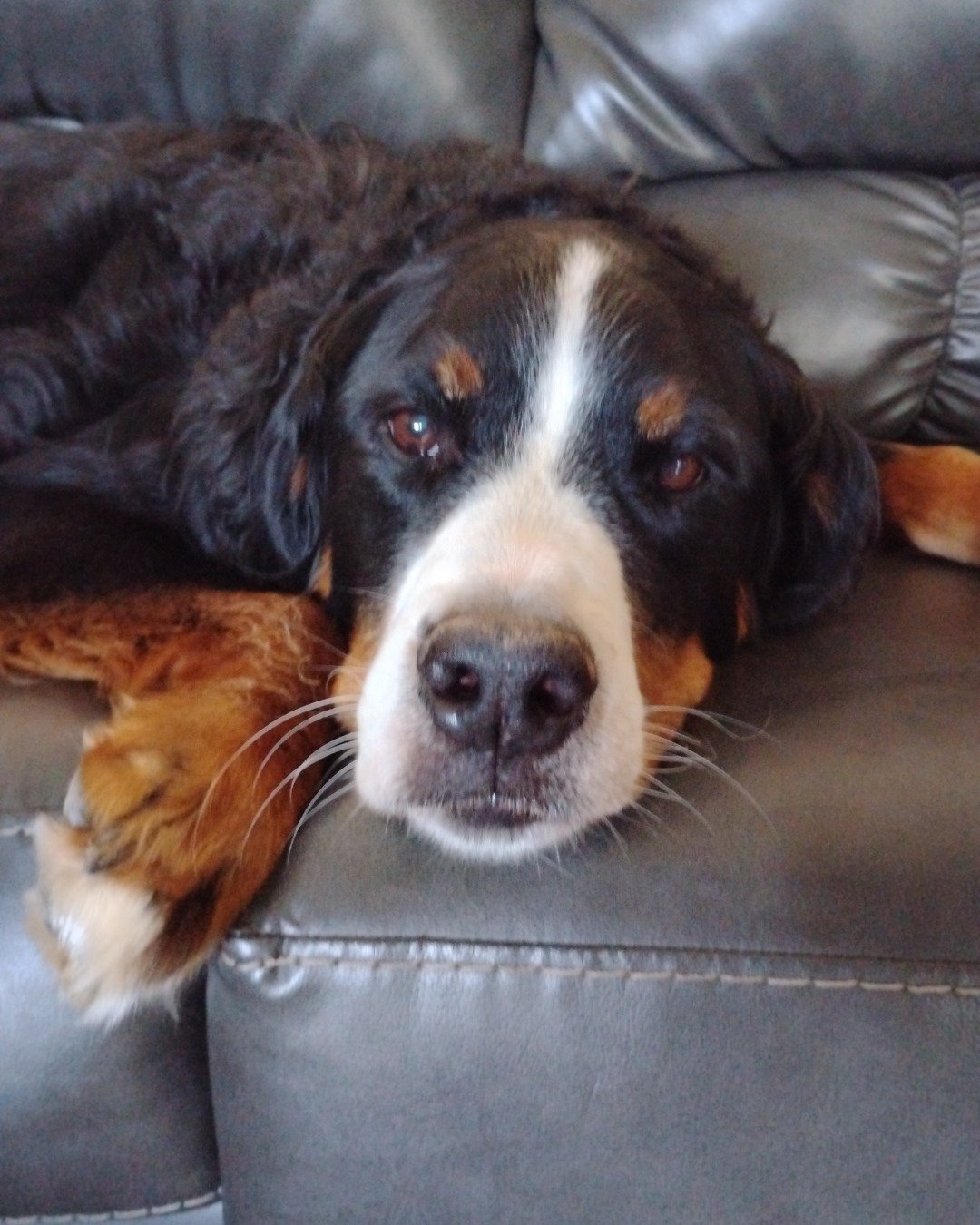 Diva the Bernese mountain Dog. Couch, Furniture, Cushion, Home Decor, Dog, Puppy
