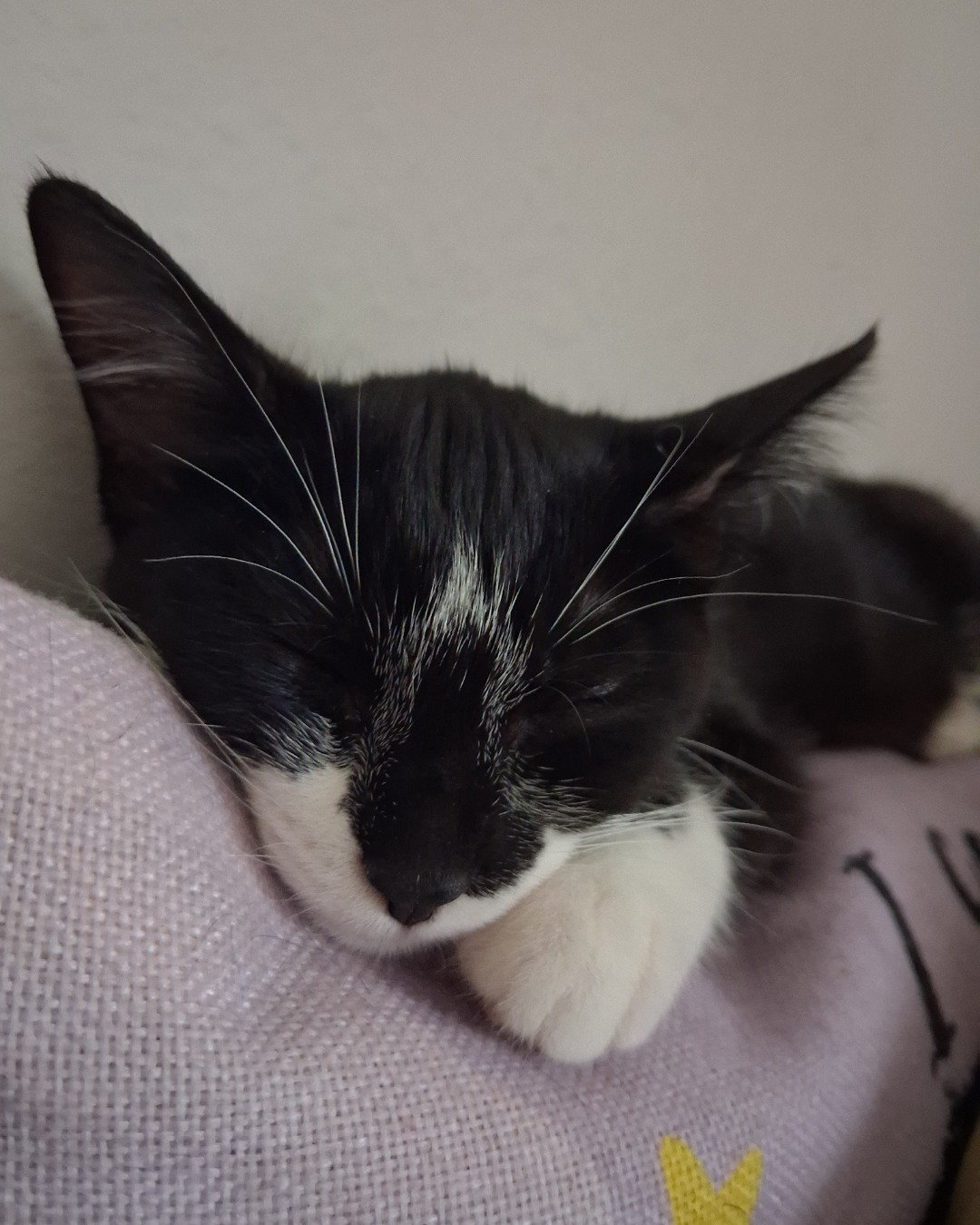 Sebby. Cat, Kitten