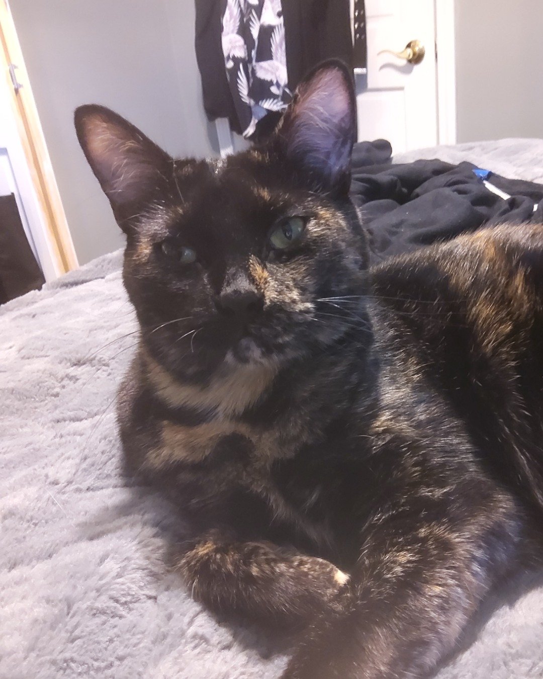 Cherry — Cat, Furniture, Indoors, Bed, Bedroom, Room