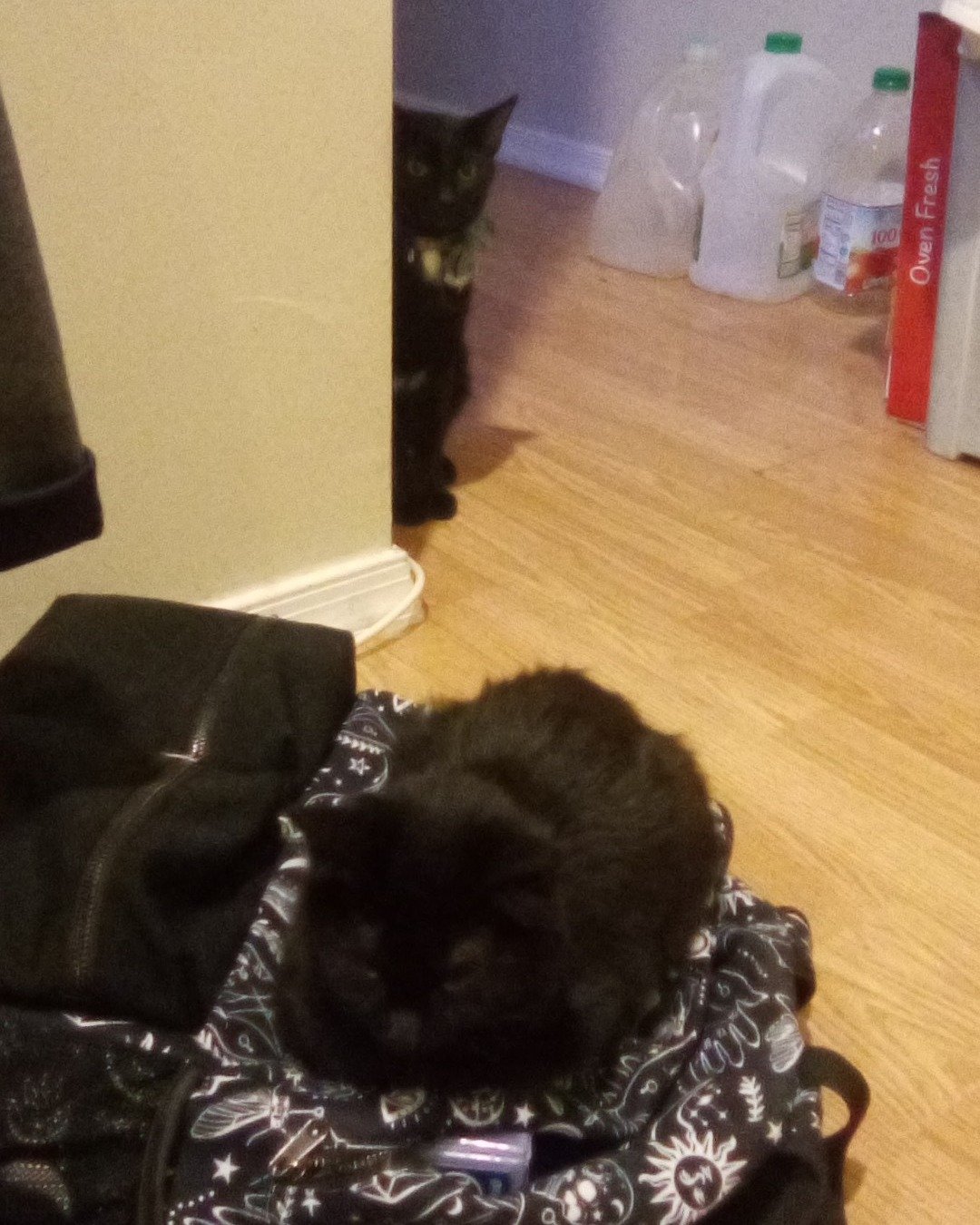 my girls: Phoebe, Luna and Pico de gallo the black tabby cats. Cat, Floor, Flooring, Couch, Furniture