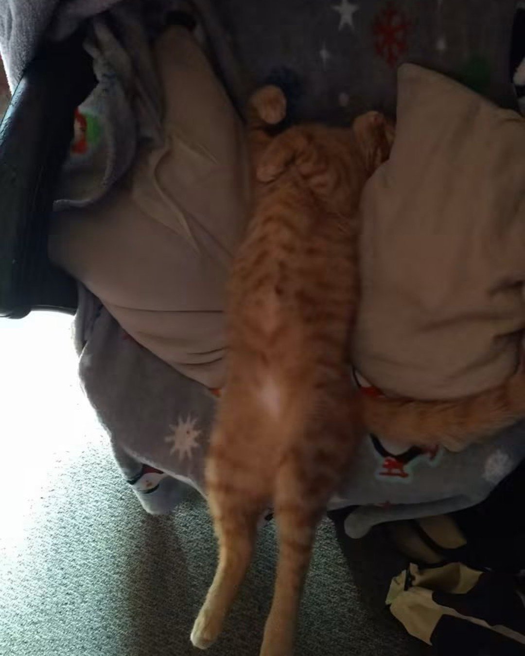 Tiger the tabby. Cat, Kitten, Dog