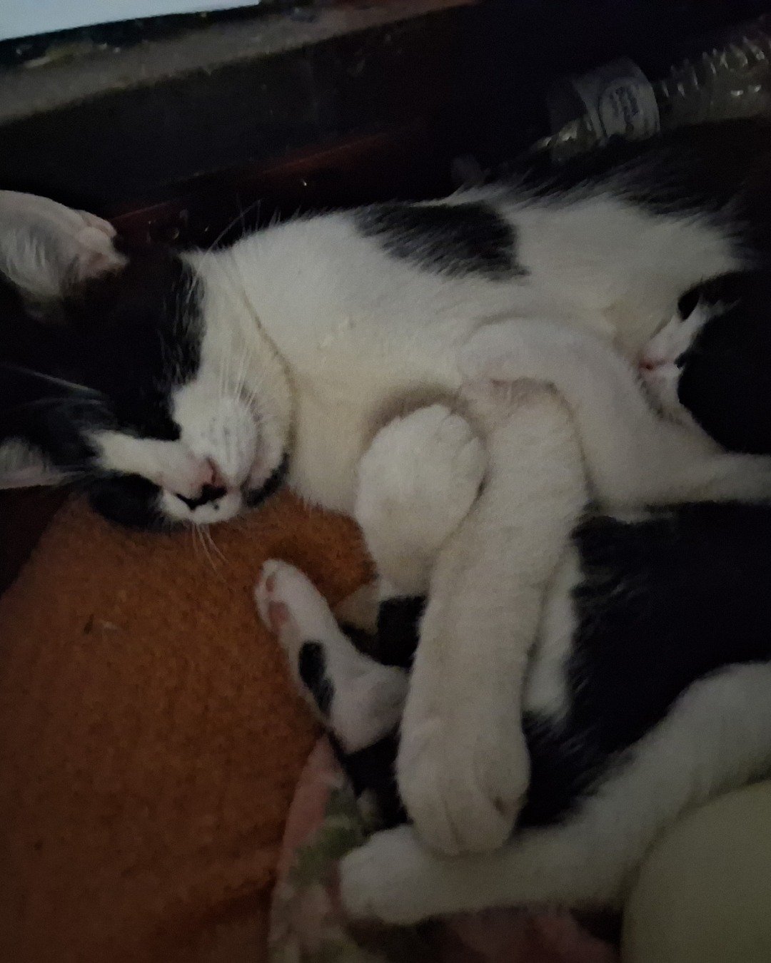 Beauty. Person, Sleeping, Cat, Kitten