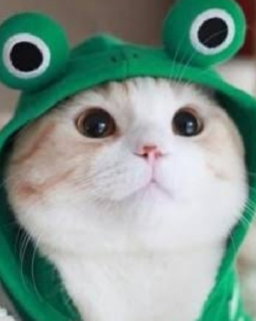 Shelter cats. Snout, Cat