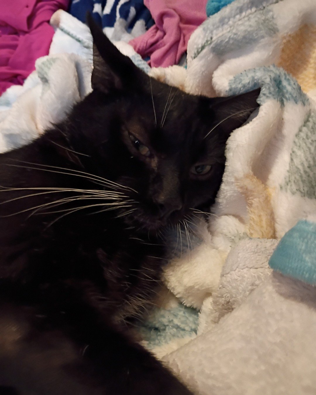 Godzilla the shorthair. Blanket, Cat