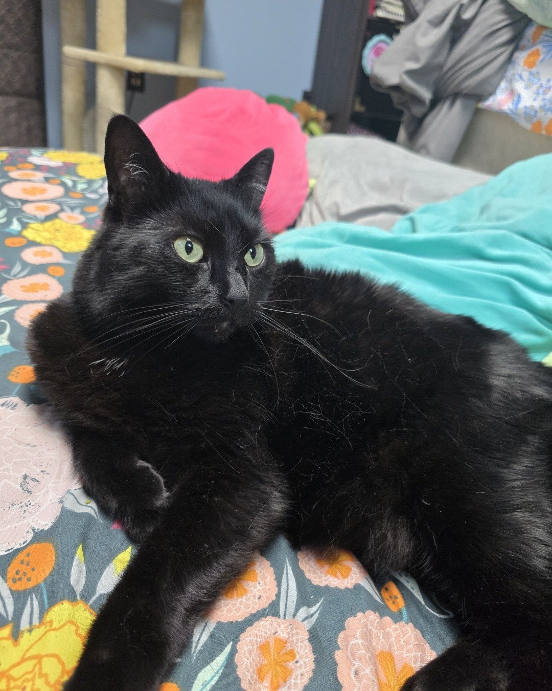 Balerion. Furniture, Cat, Bed, Black Cat, Cushion, Home Decor