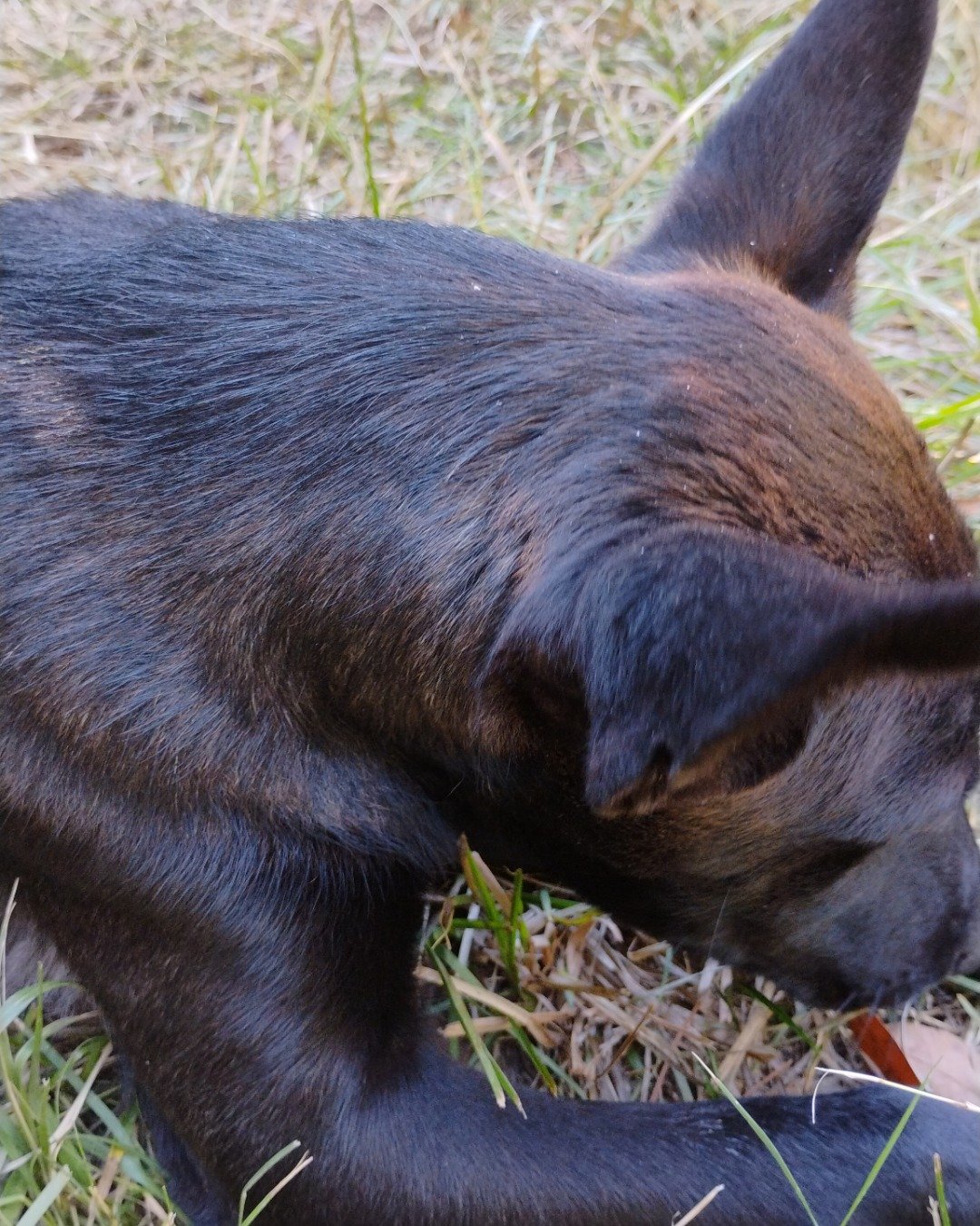 Onyx the German Shepard Boarder Collie Mix. Dog, Puppy, Kangaroo, Labrador Retriever, Grass, Plant
