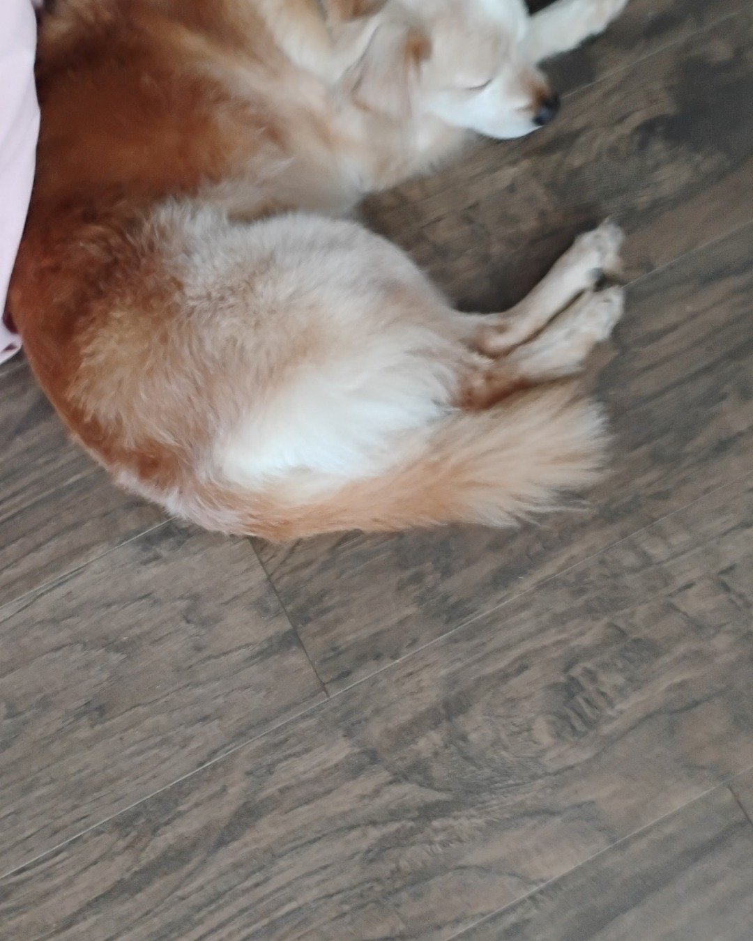 Star the Mini golden. Floor, Wood, Flooring, Dog, Husky, Puppy
