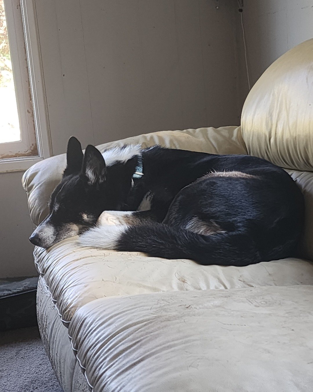 Daisy the Husky/Border Collie. Couch, Furniture, Dog