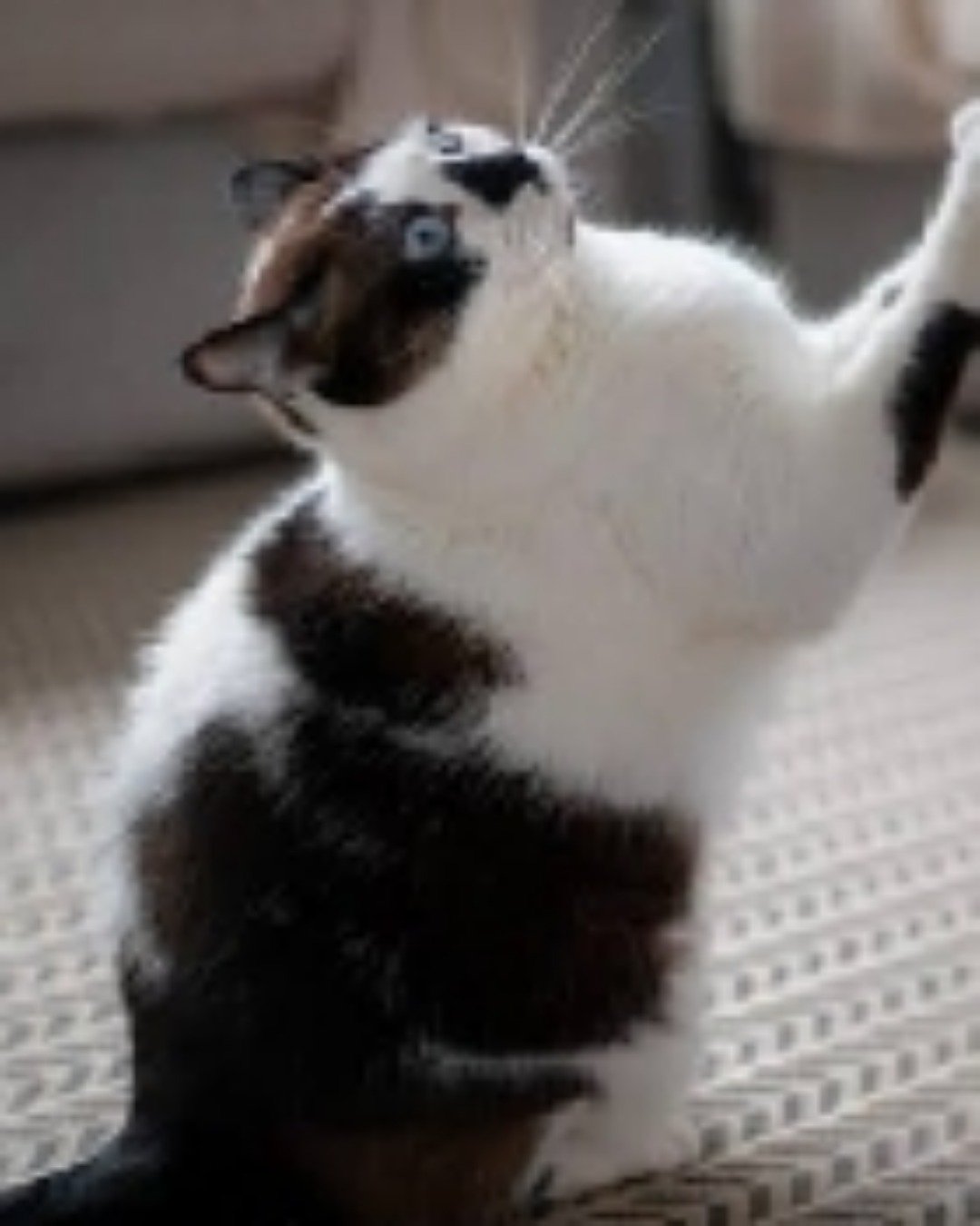Shelter cats. Cat