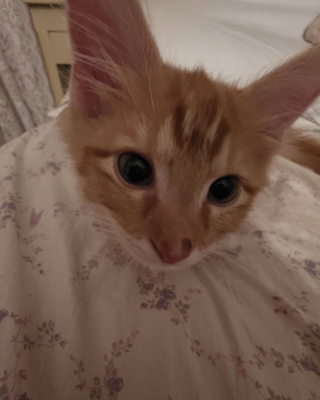 Jean-Luc the Orange Domestic Longhair. Cat, Kitten