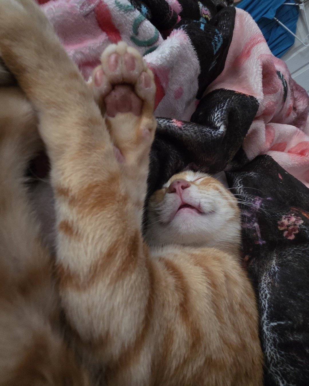 Precious the Orange cat. Person, Sleeping, Cat, Kitten, Blanket, Dog