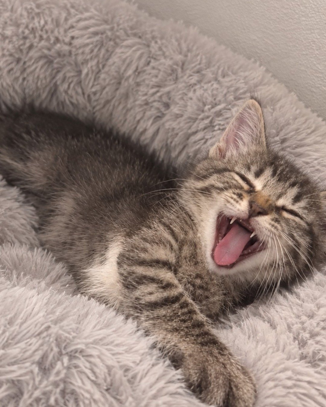 Santiago the kitty. Blanket, Cat, Kitten, Person