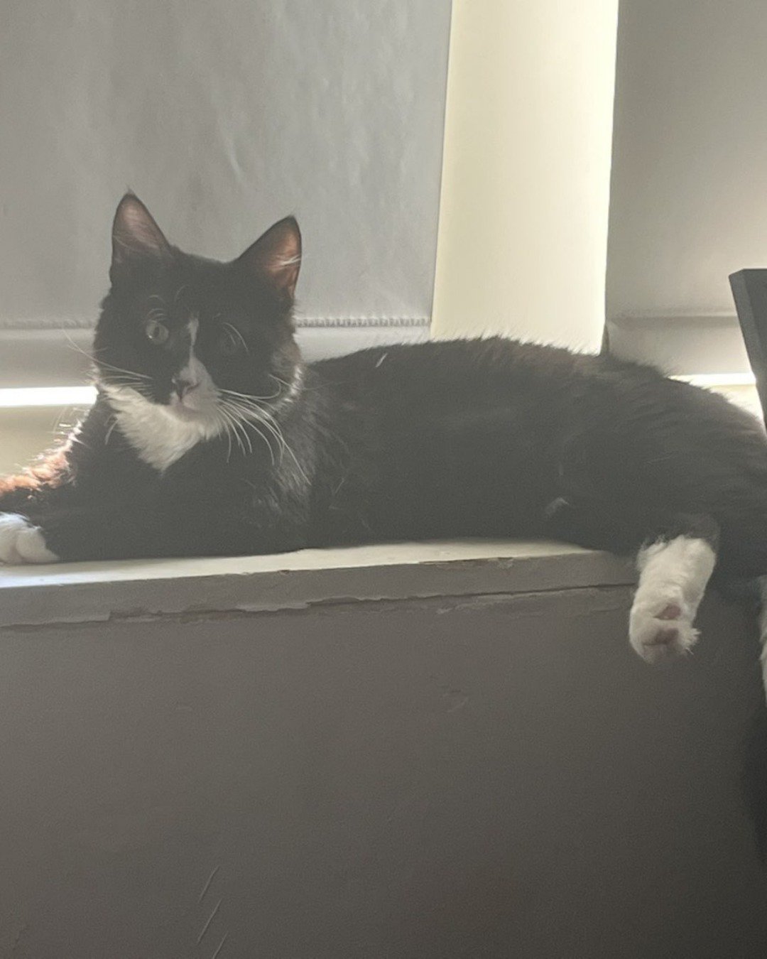 Olivier. Cat, Manx, Bathing