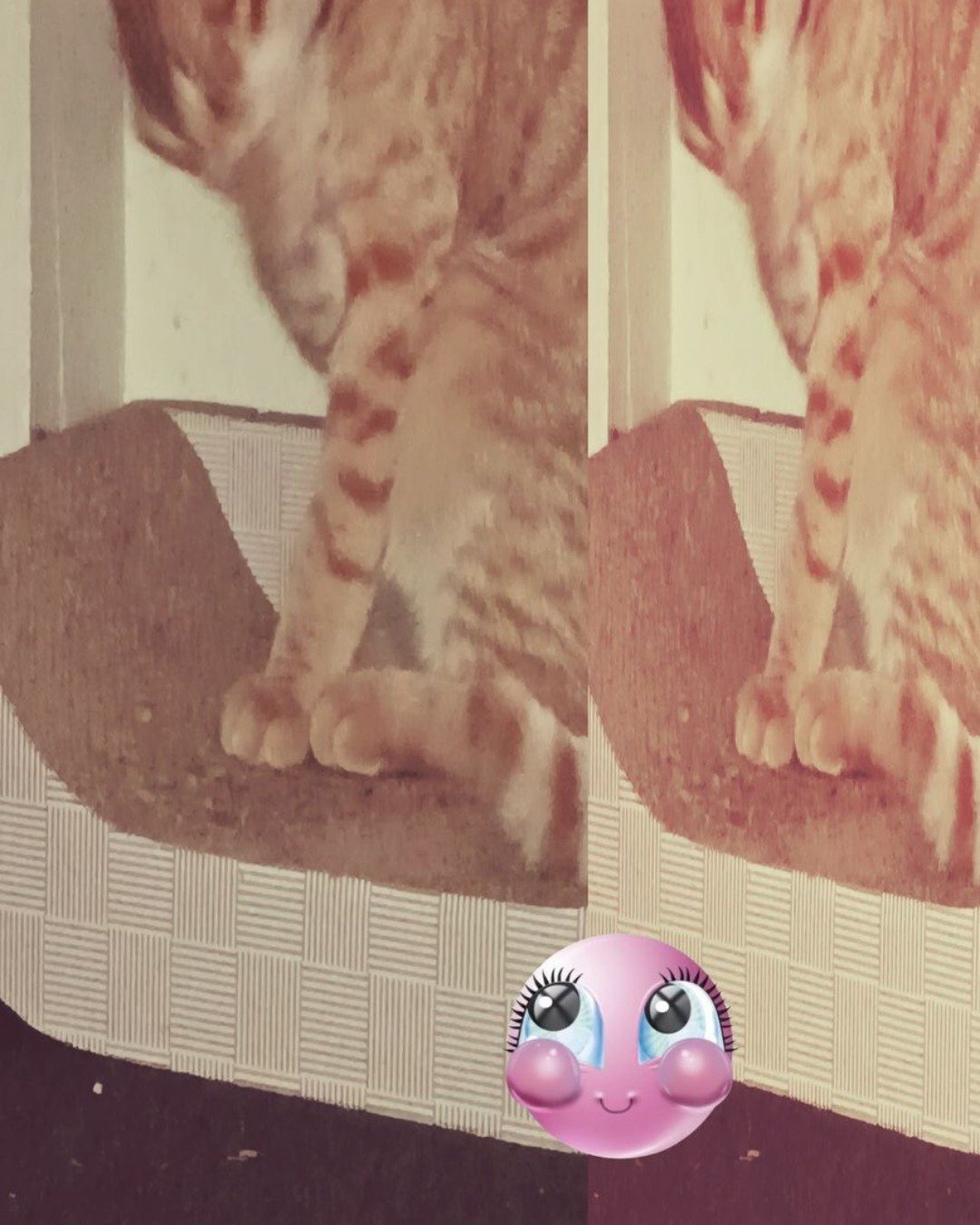 Snarfy the orange tabby. Cat, Kitten