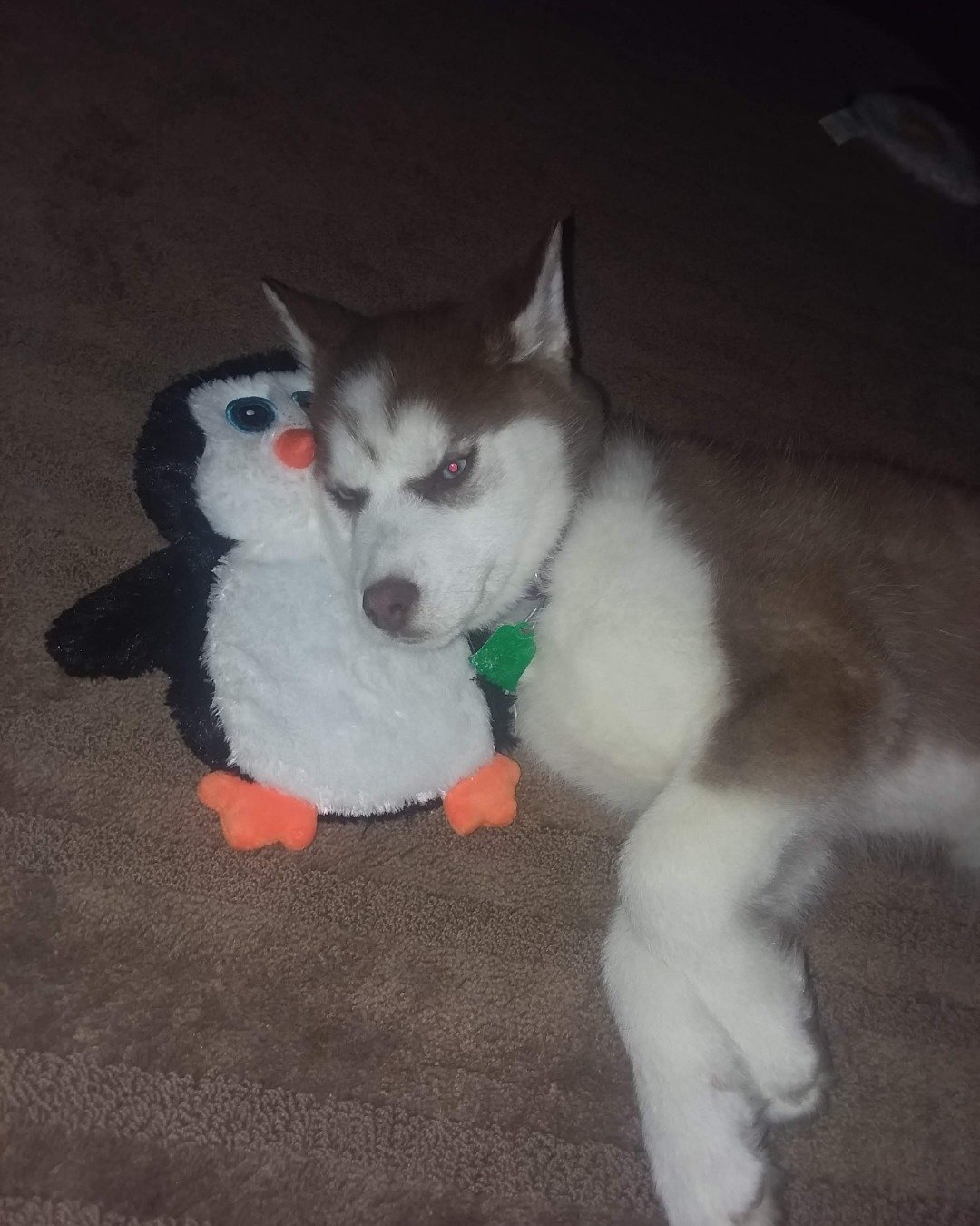 Hela Bella the Siberian Husky. Dog, Husky, Puppy
