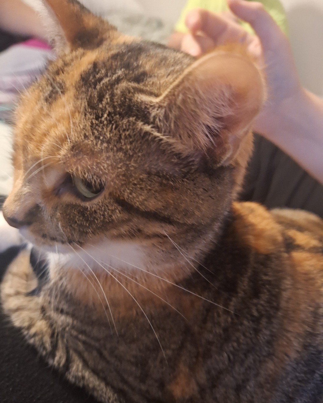 Tiana the calico. Abyssinian, Cat