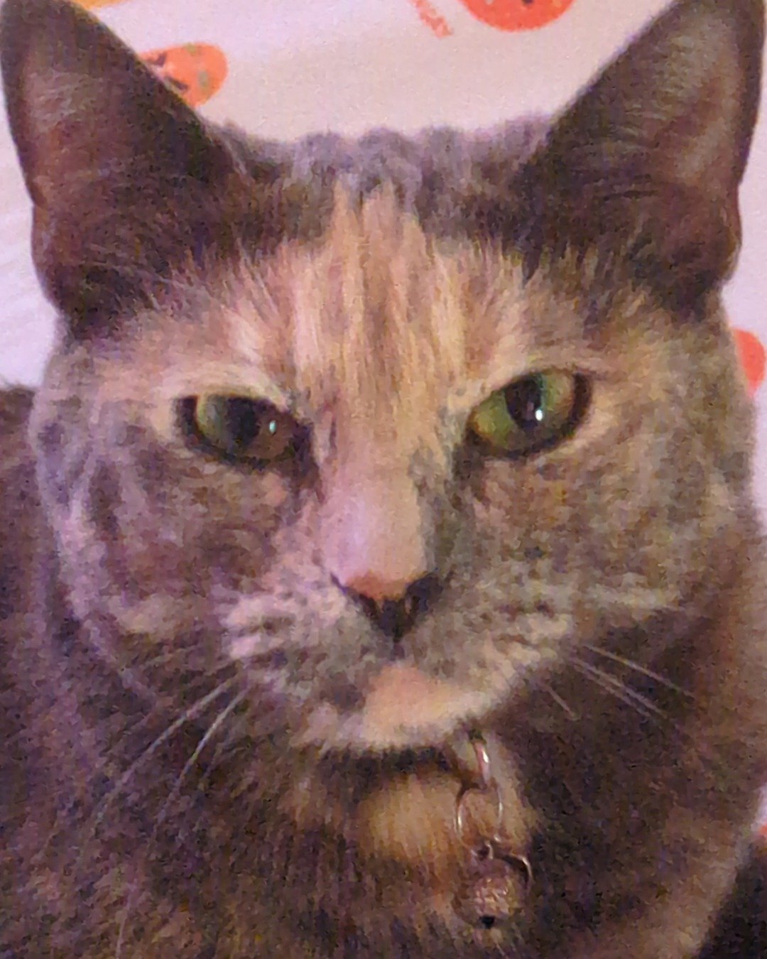 Floofy the kitty the idk. Cat, Abyssinian